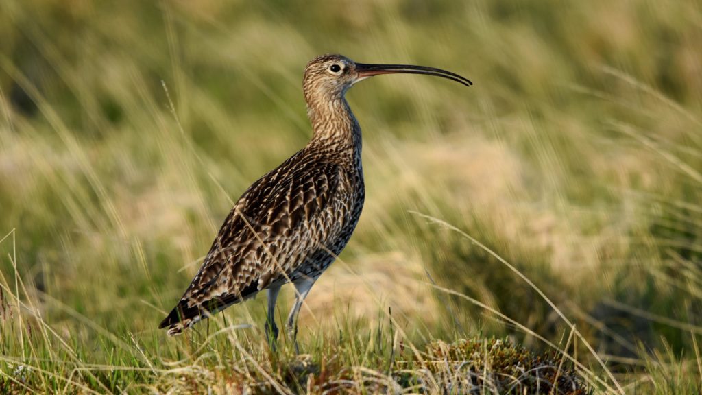 Explore & Enjoy North Norfolk - wildlife