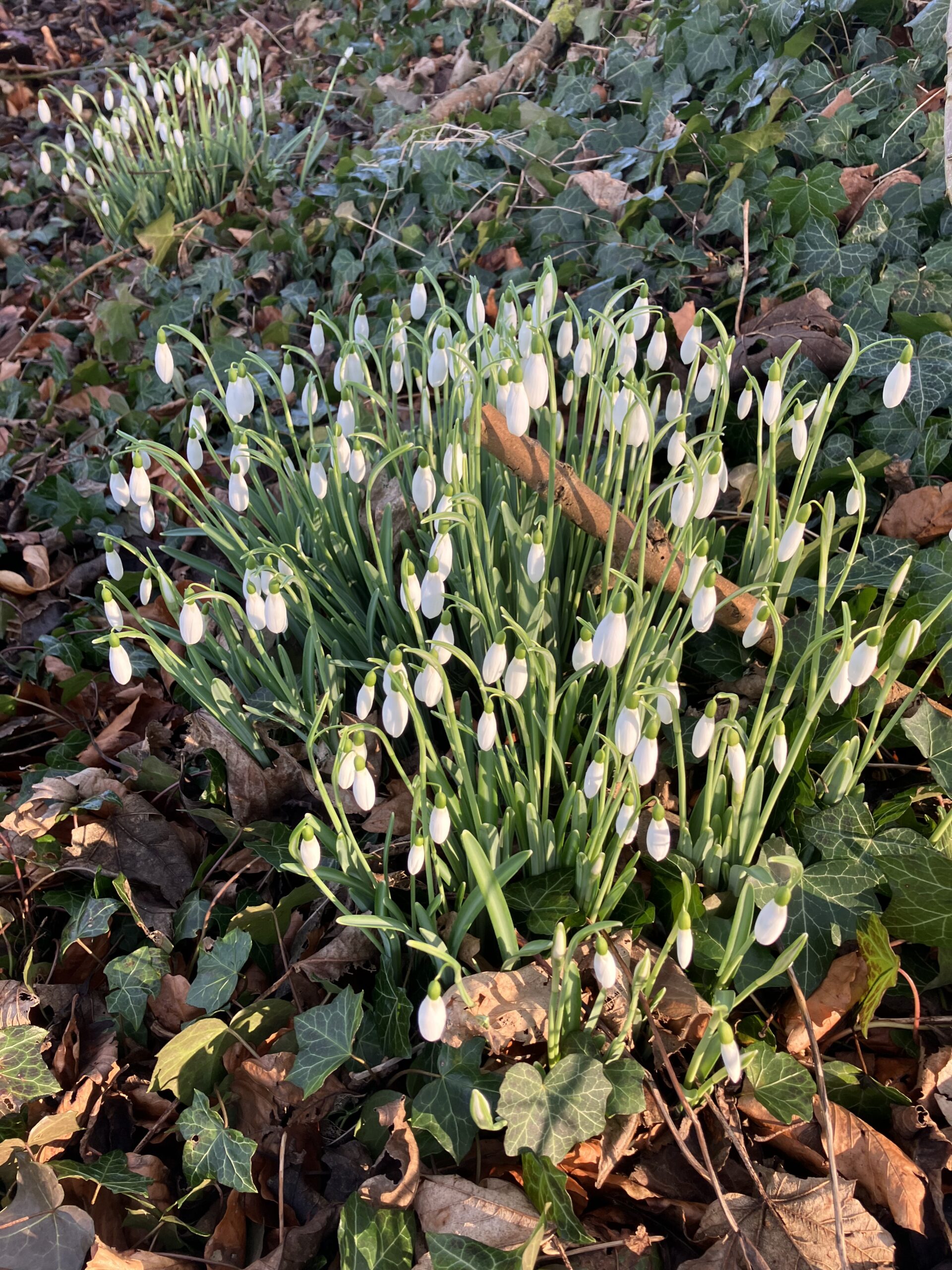 Snowdrops at Walsingham