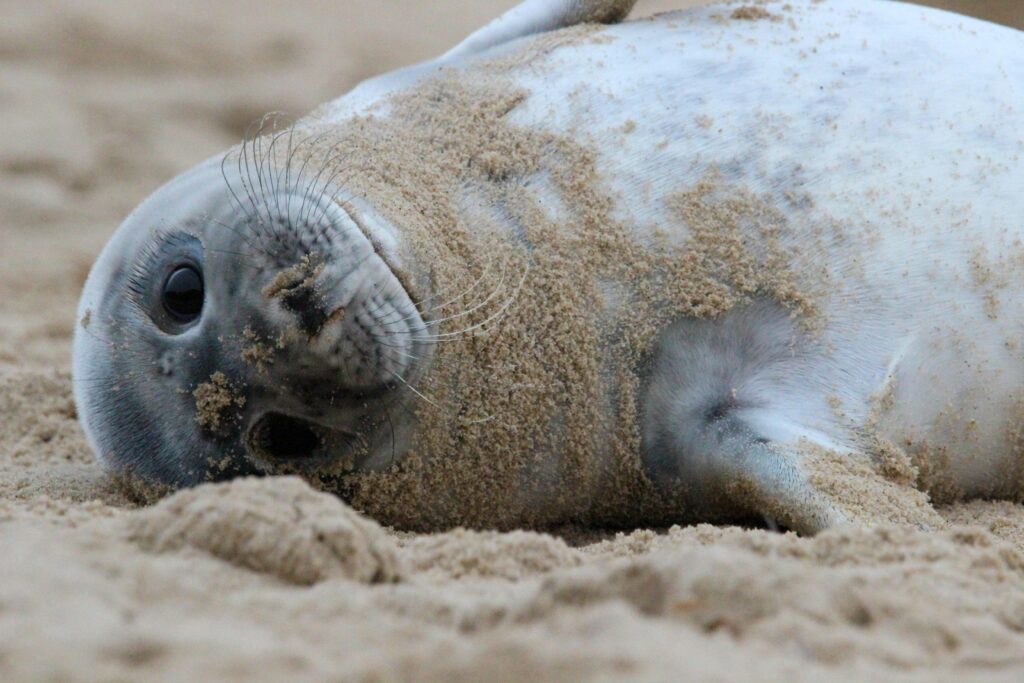 Explore & Enjoy North Norfolk - seal