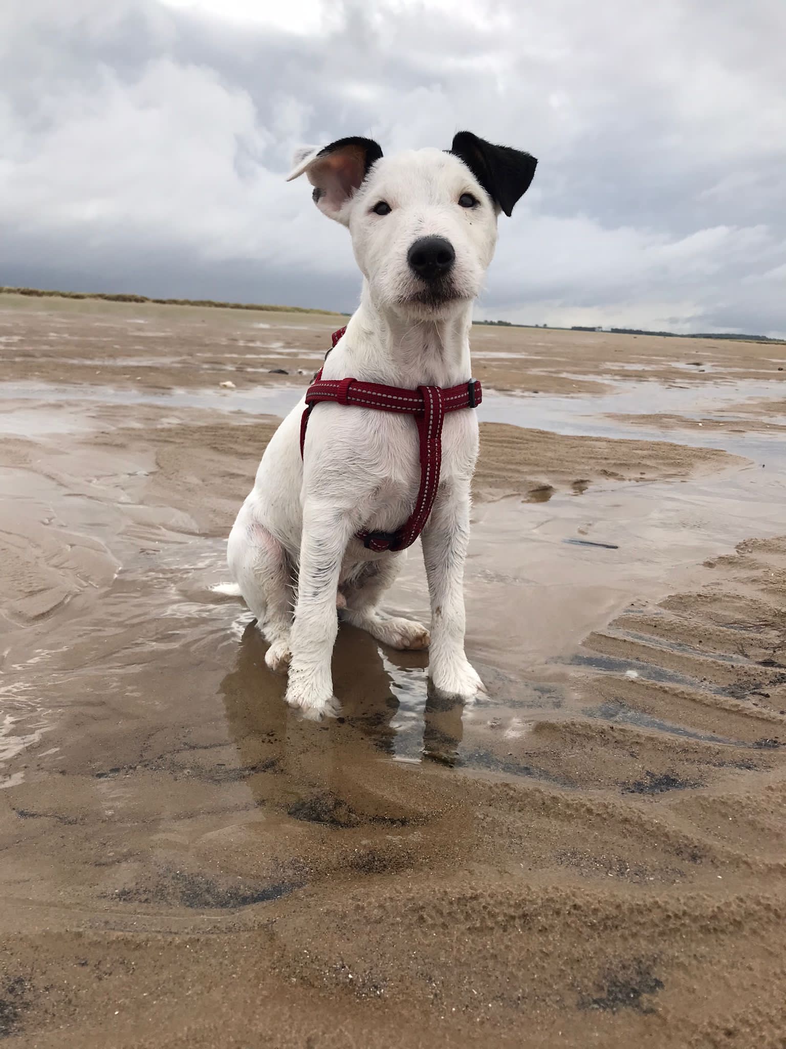 Hunstanton Fun Dog Show